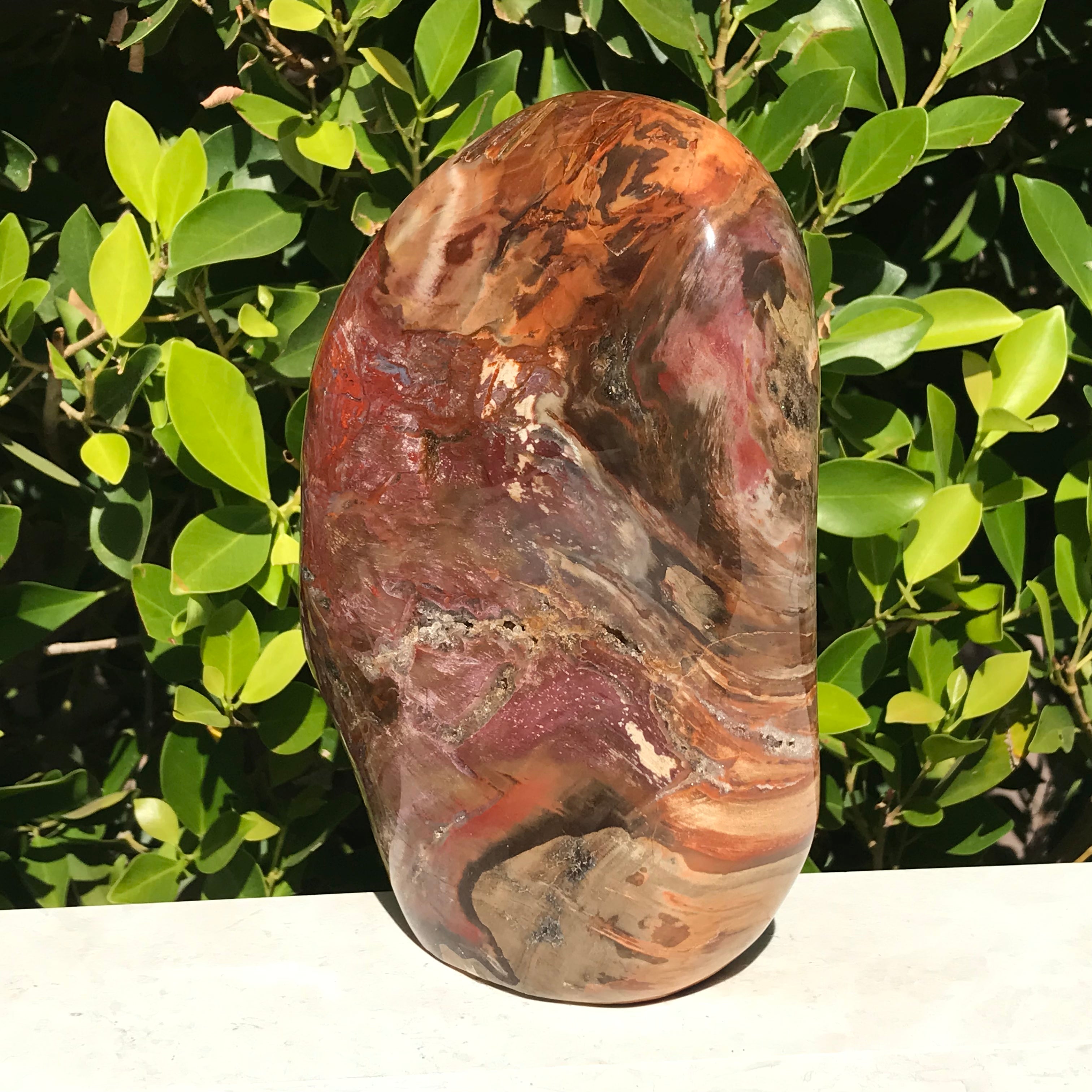 Polished Petrified Wood Nodule