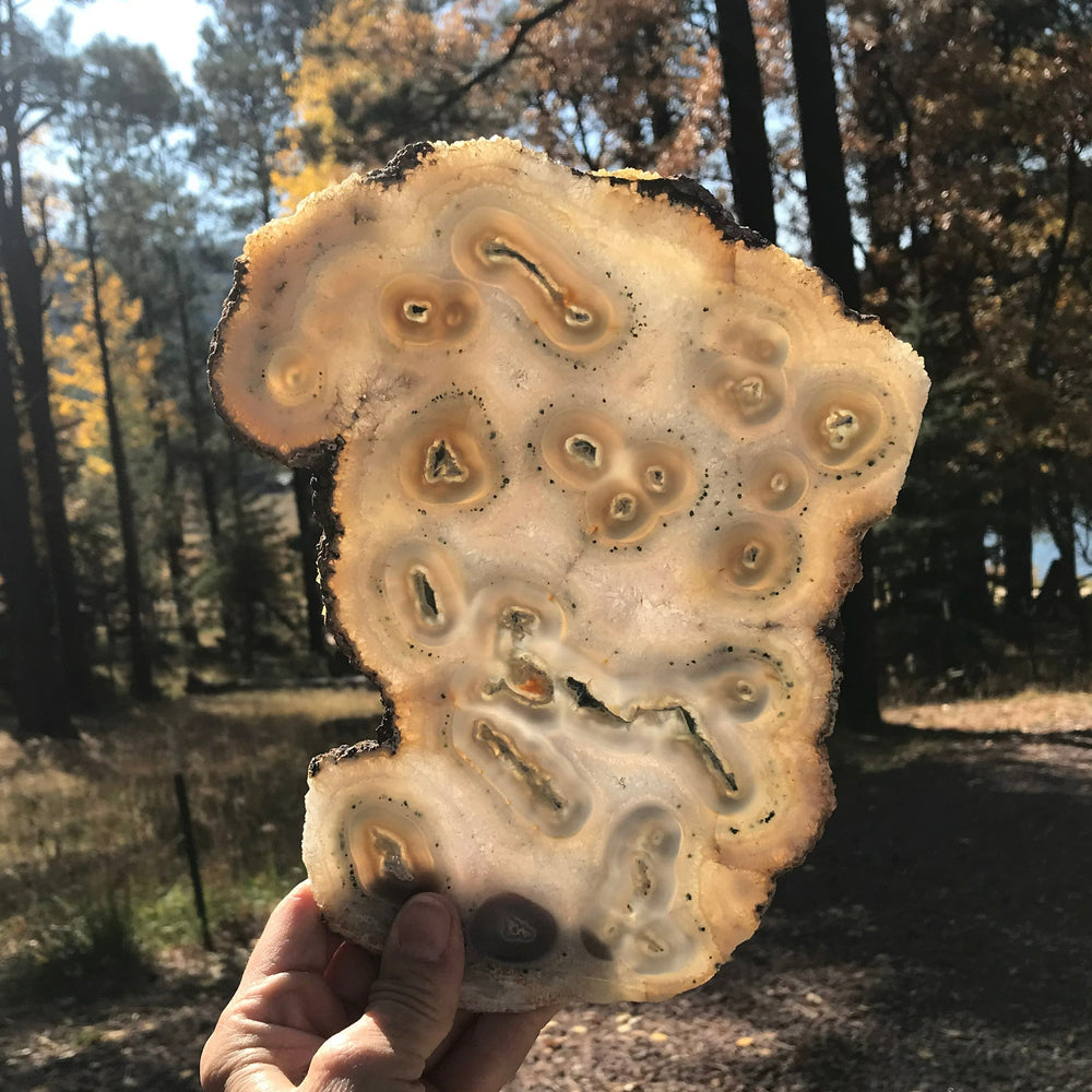 Multitude of Eyes Agate Slice