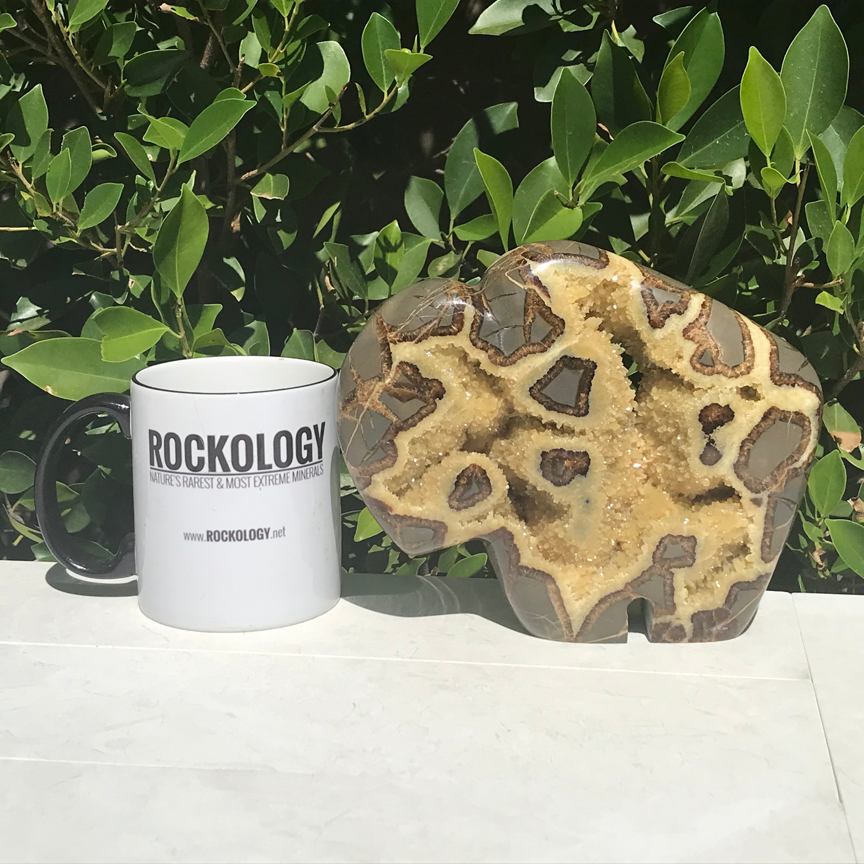 Septarian Buffalo