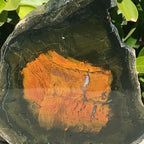 Petrified Boron Wood