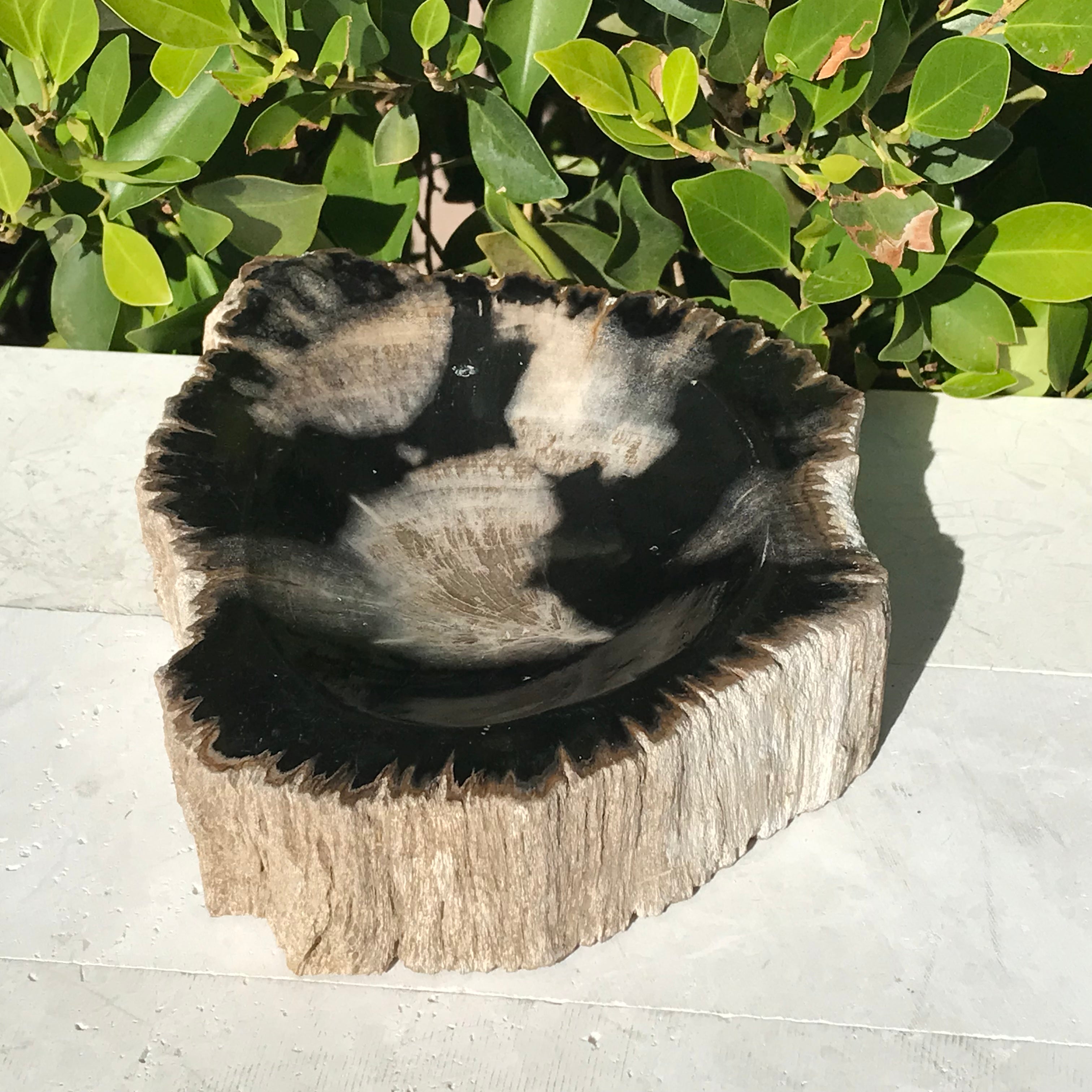 Bark Rimmed Petrified Wood Bowl