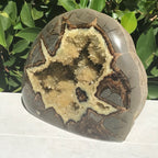 Polished Septarian Nodule
