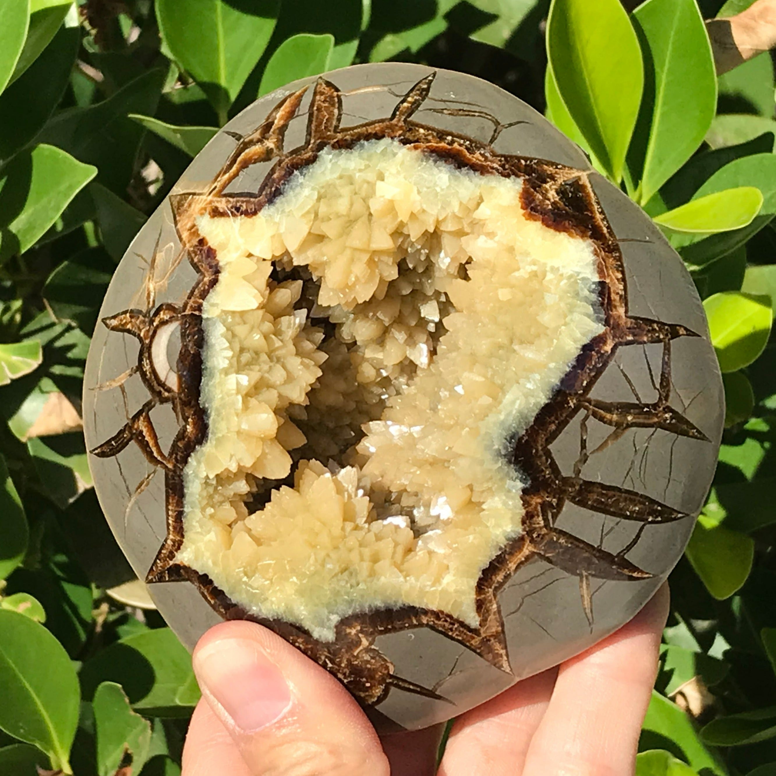 Crystal Filled Septarian Geode