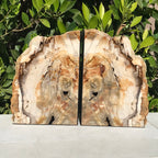 Petrified Maplewood Bookends