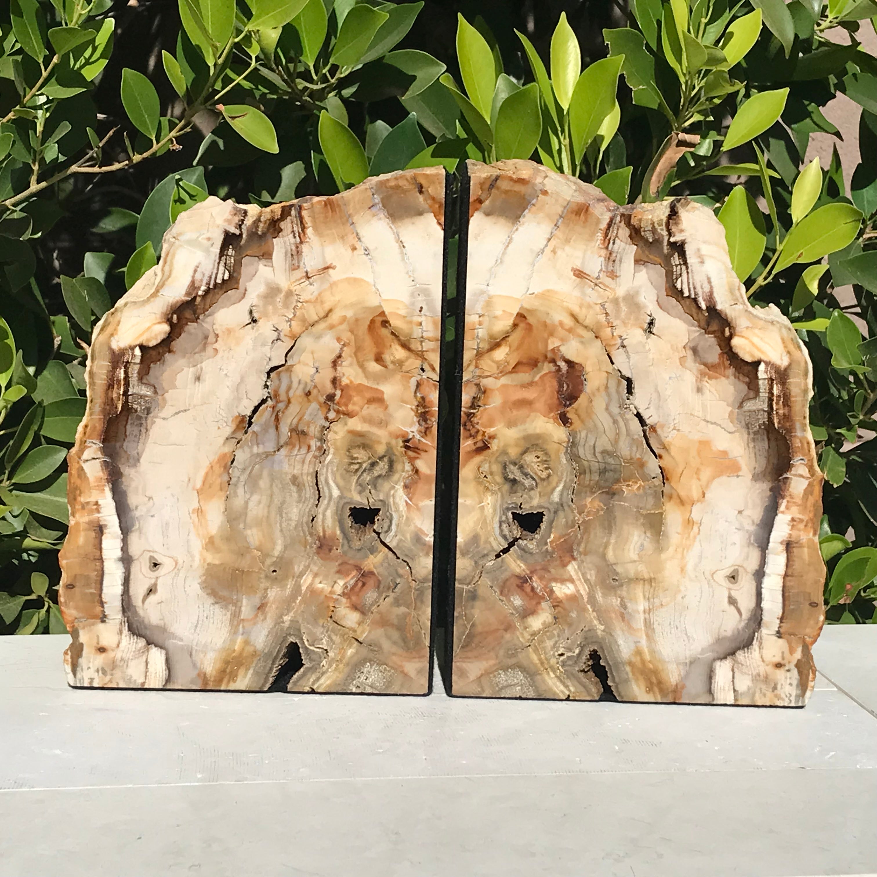 Petrified Maplewood Bookends