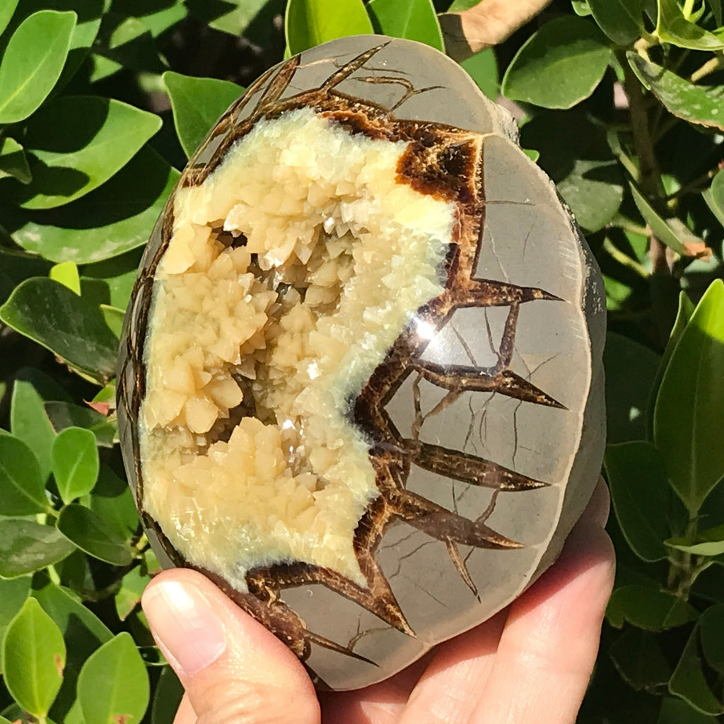Crystal Filled Septarian Geode