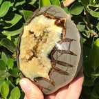 Crystal Filled Septarian Geode