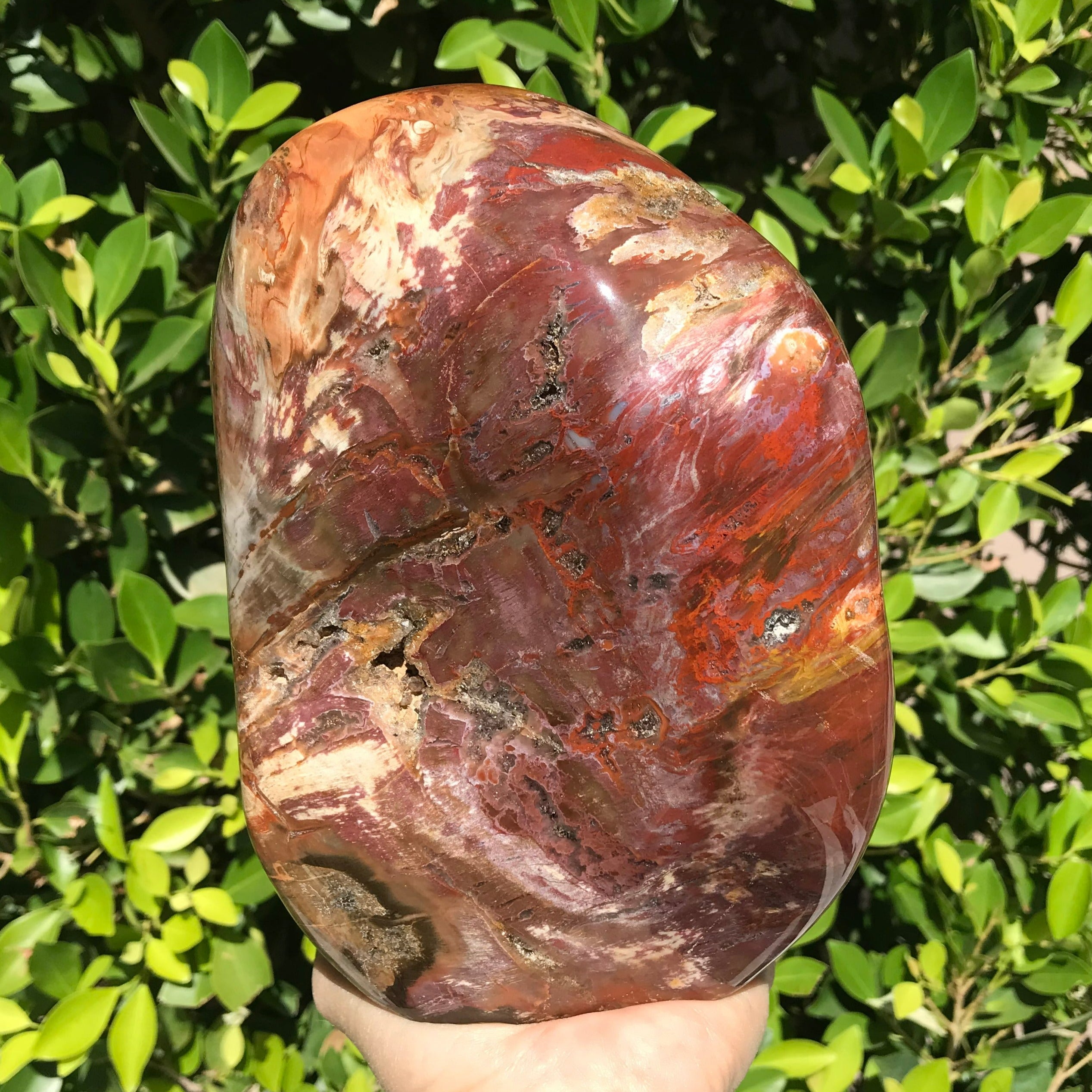 Polished Petrified Wood Nodule