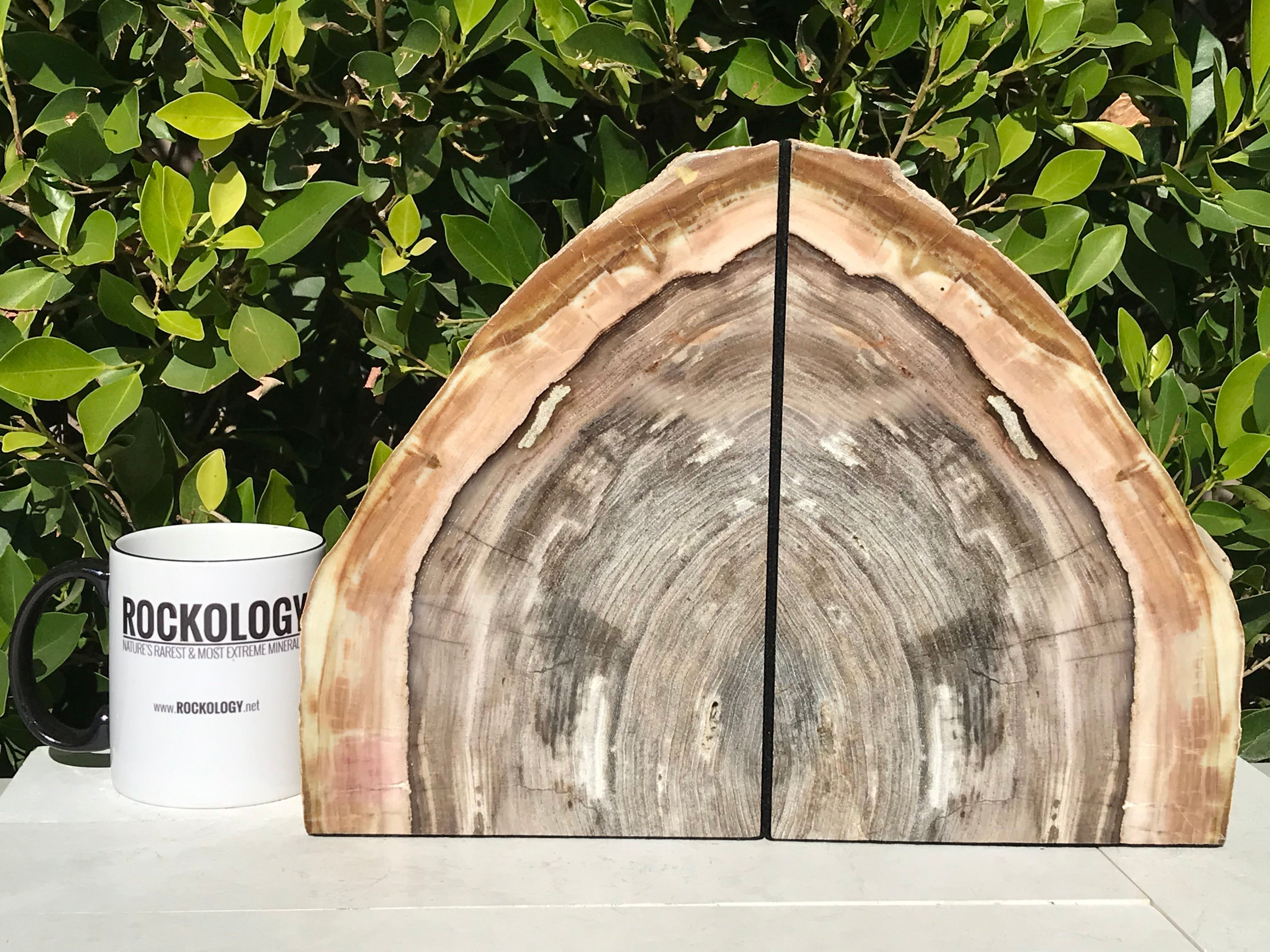 アメリカ　ヨセミテ　ブックエンド Petrified Elm Wood Bookends – Rockology.net