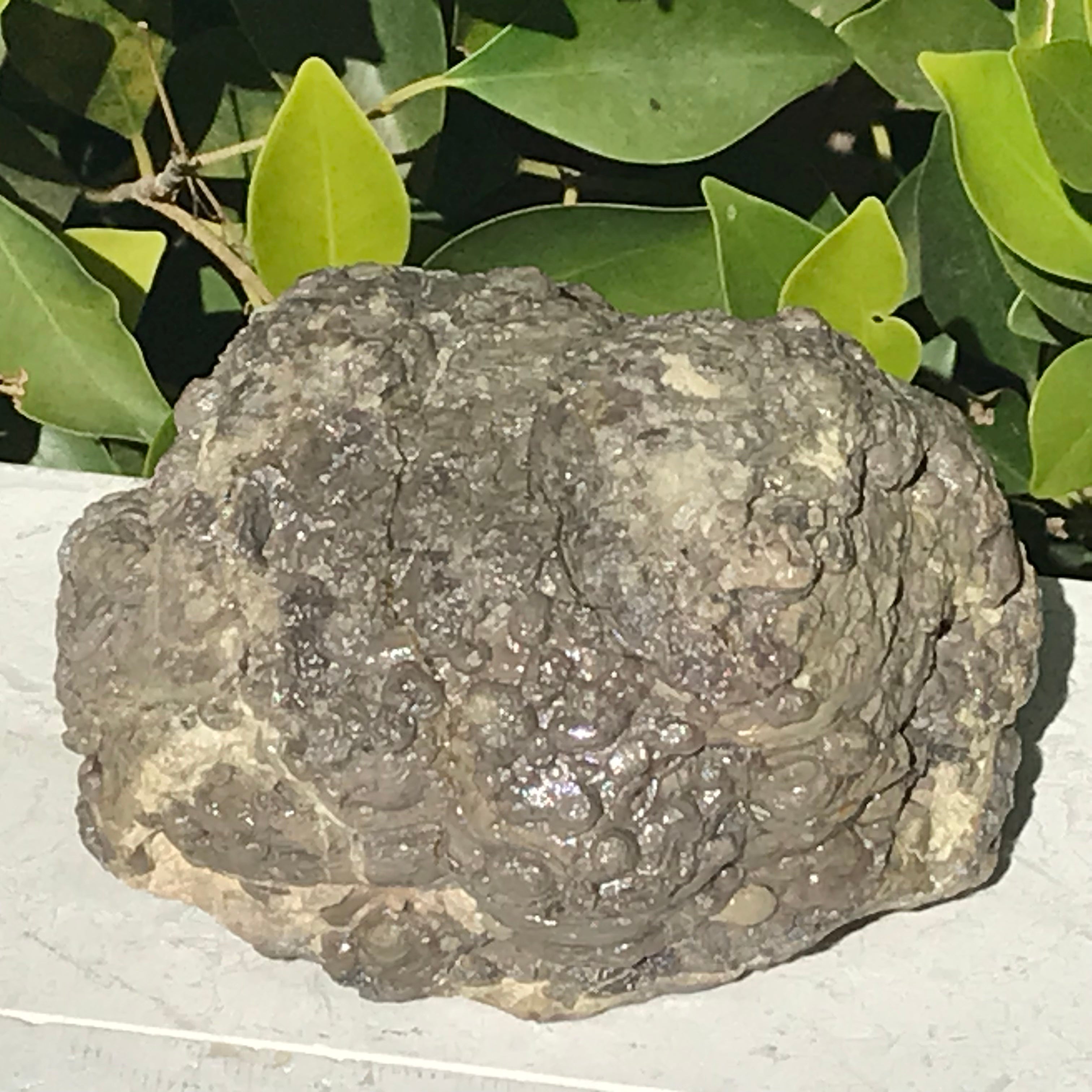 Blue Banded Dugway Geode