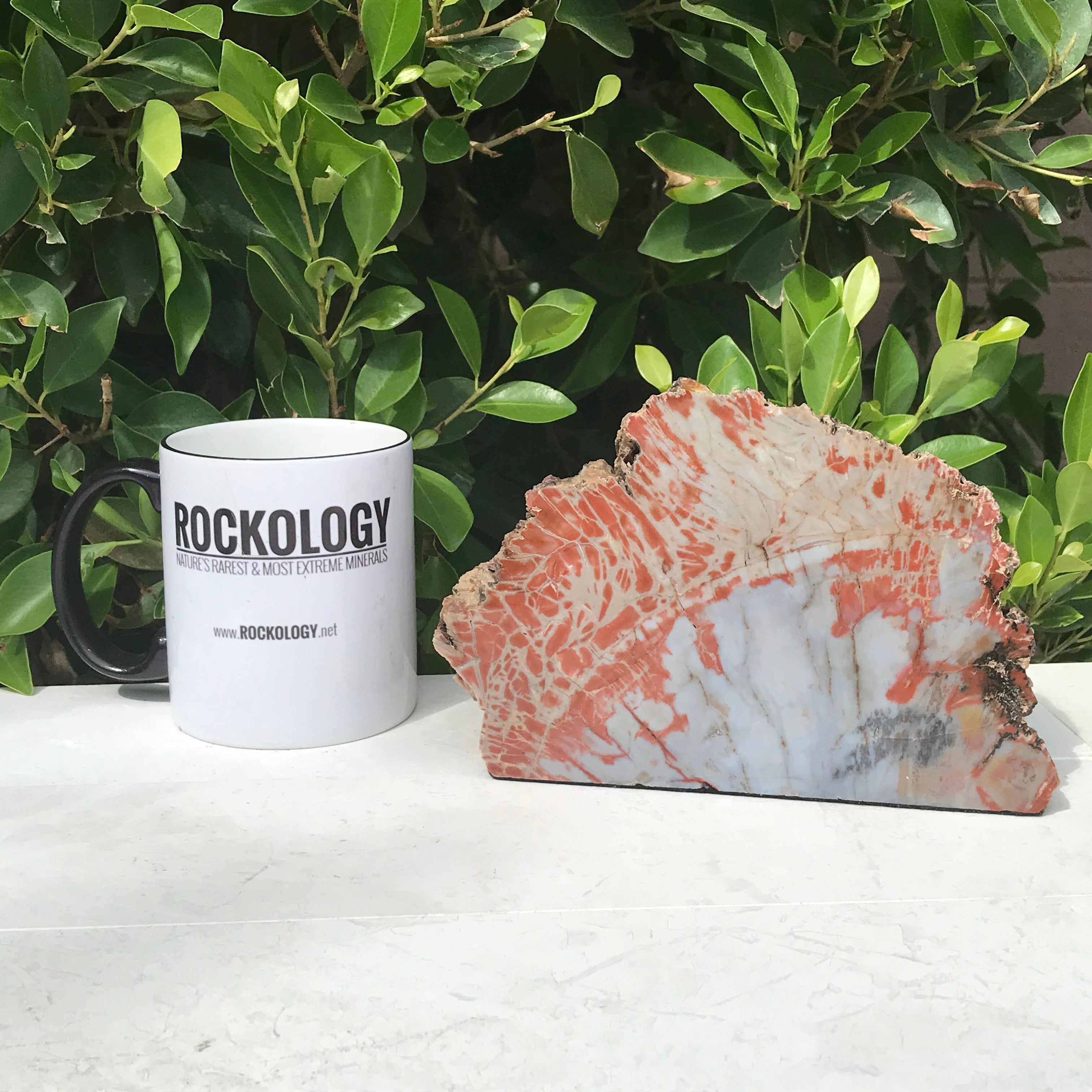 Bark Edged Petrified Wood