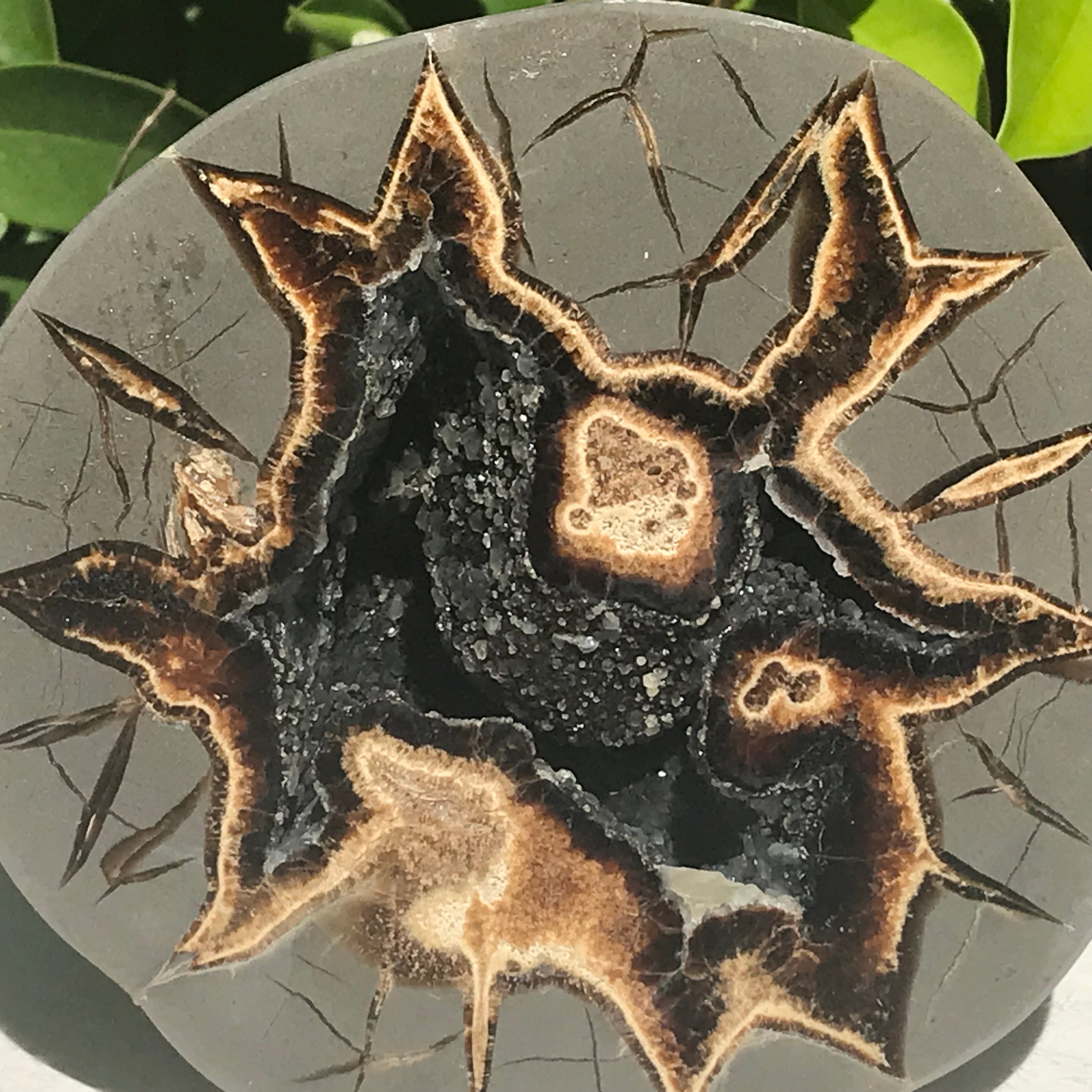 Black Crystal Lined Septarian Geode – Rockology.net
