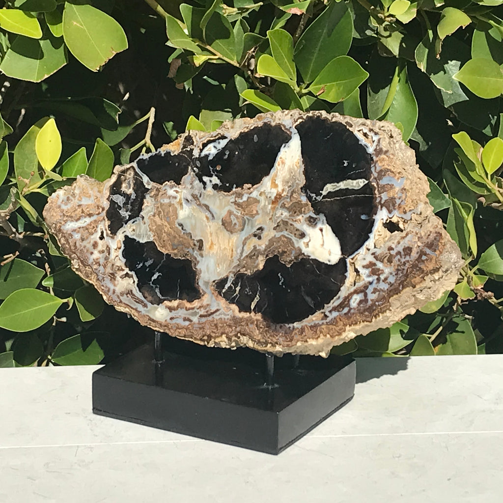 Blue Forest Petrified Wood Slab