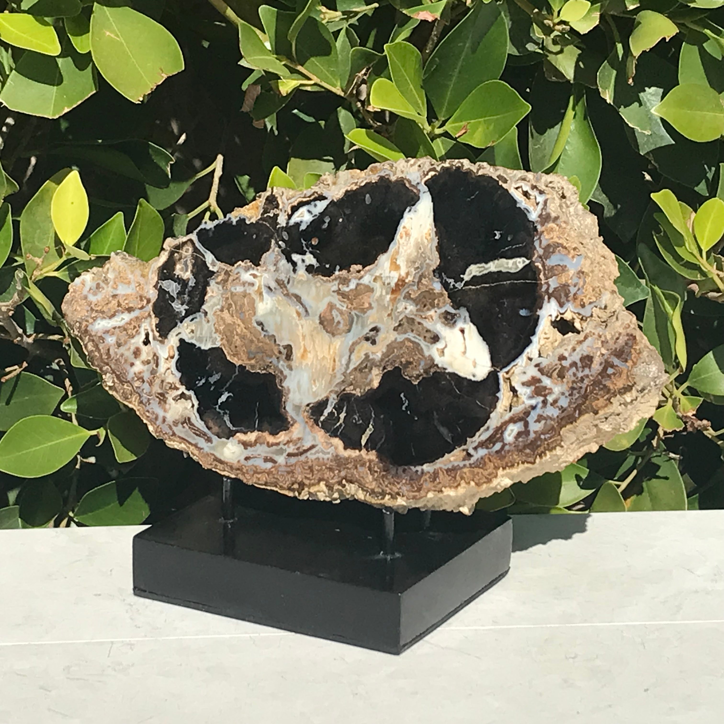 Blue Forest Petrified Wood Slab