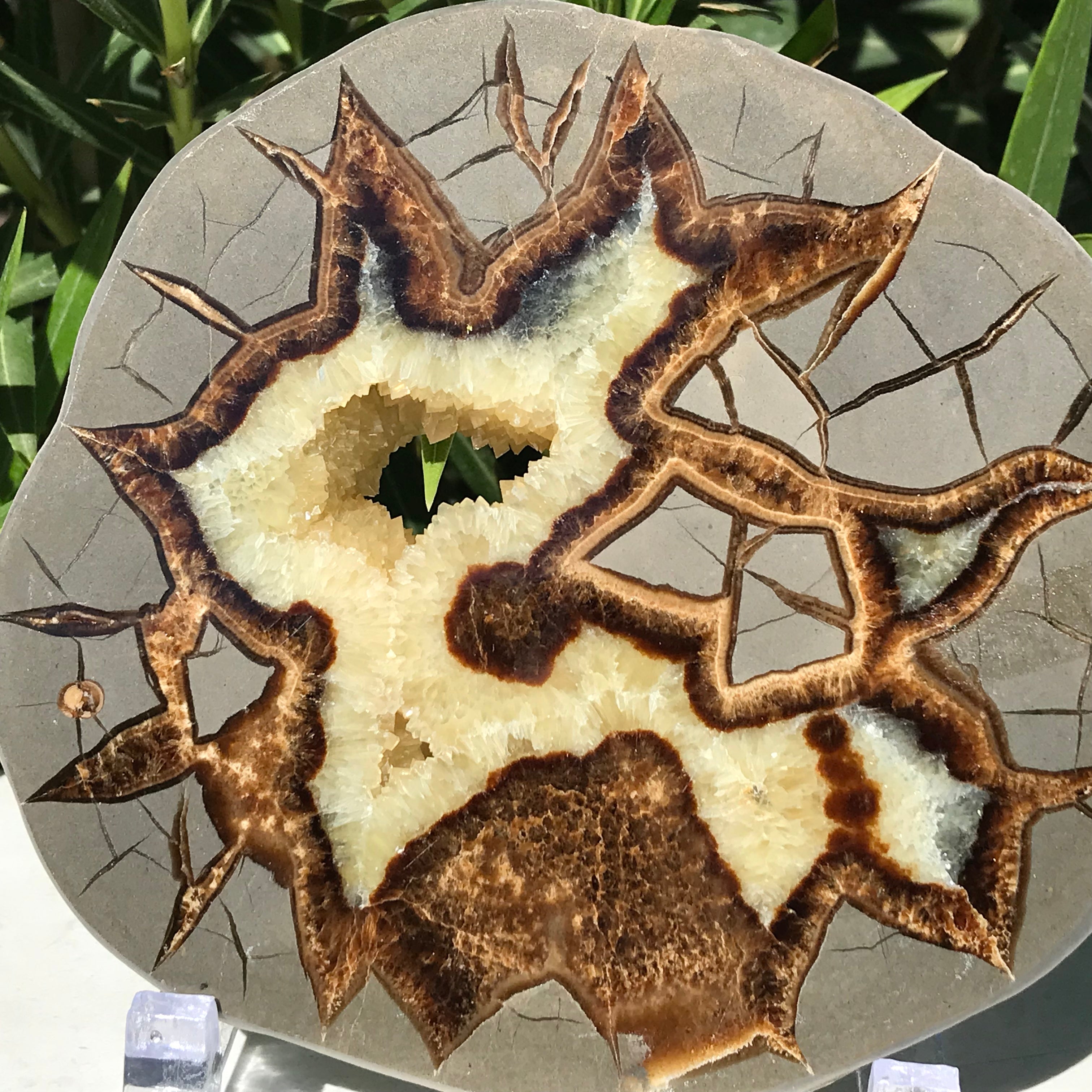 Detailed Septarian Slab