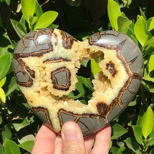 Open Crystal Lined Geode Cavity Septarian Heart