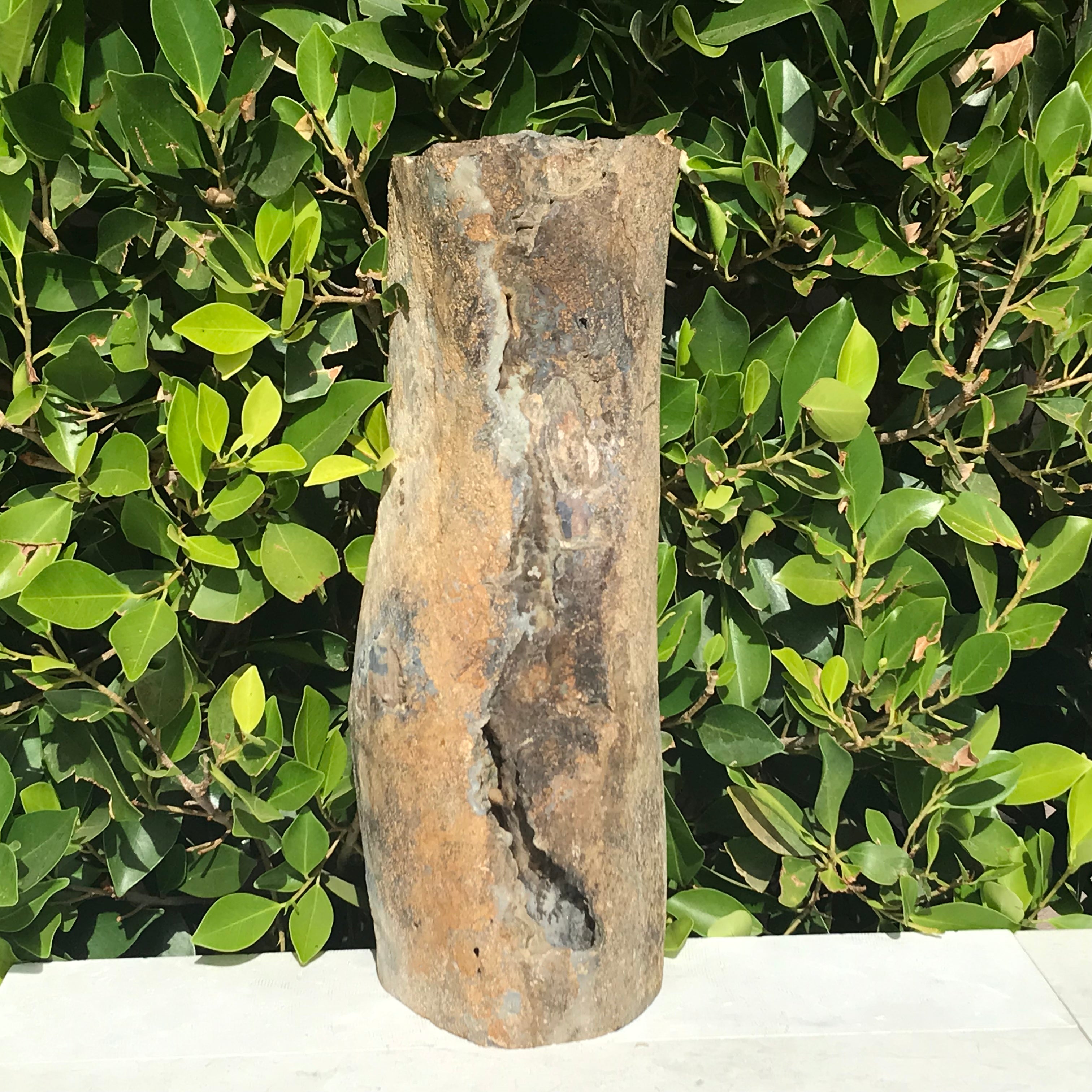 Half Round Blue Forest Petrified Wood Tree Limb