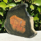 Petrified Boron Wood