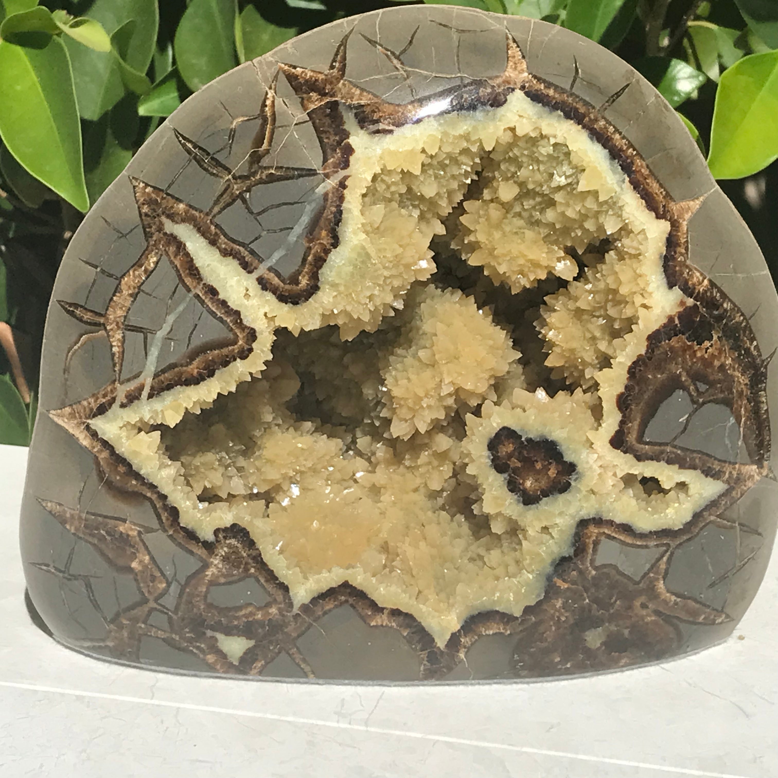 Polished Septarian Nodule