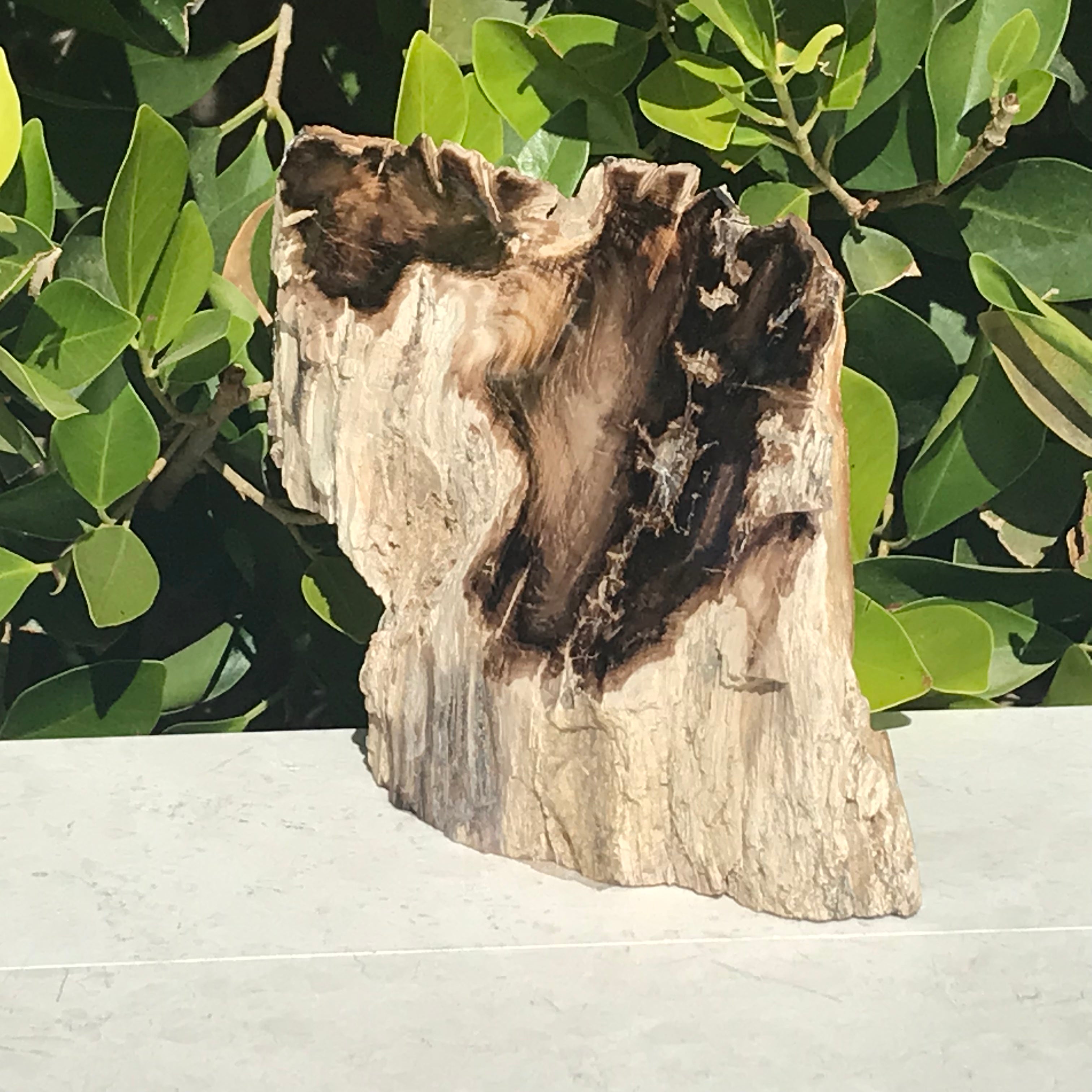Hubbard Petrified Wood Slab