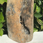 Half Round Blue Forest Petrified Wood Tree Limb
