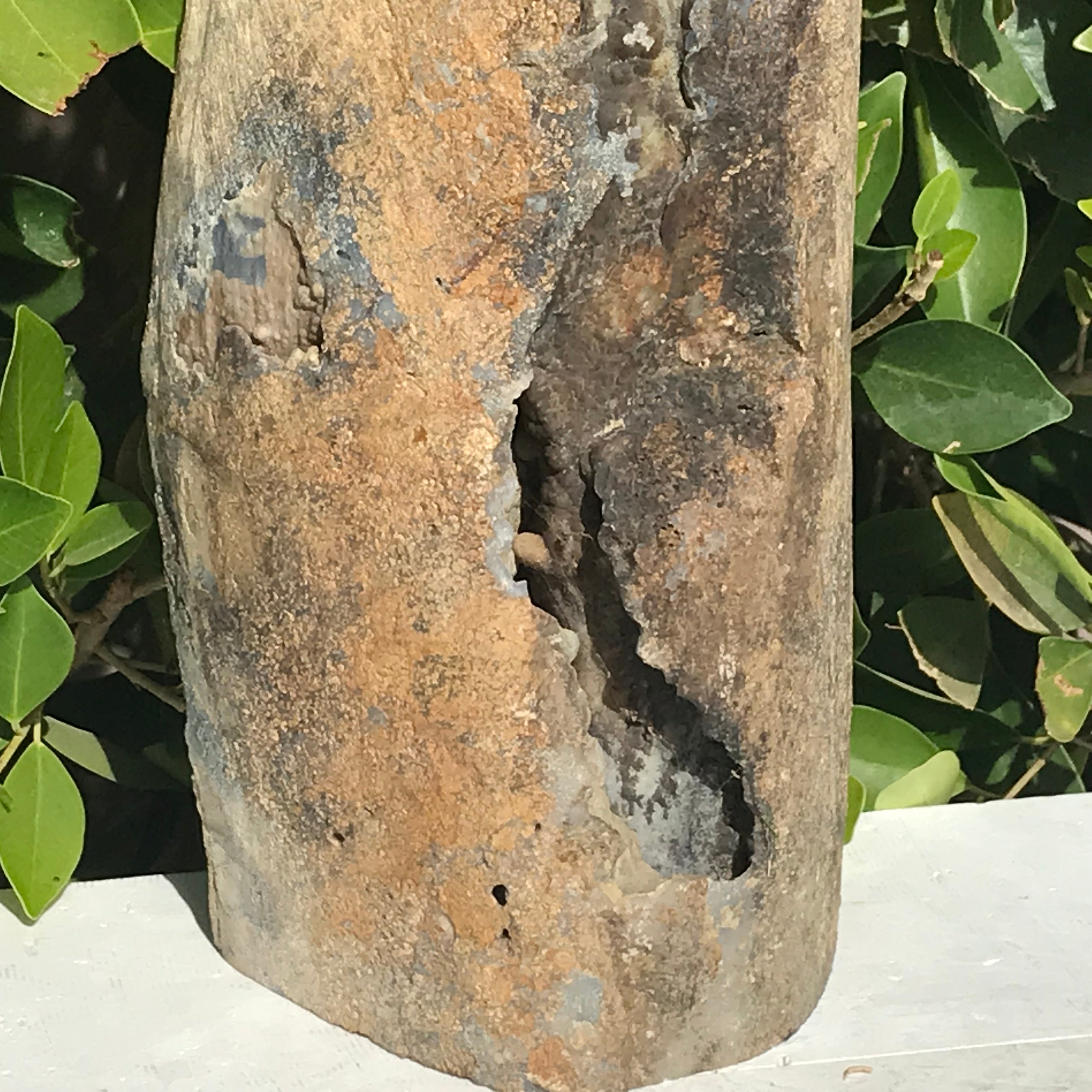 Half Round Blue Forest Petrified Wood Tree Limb