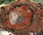 Rainbow Petrified Wood Slab