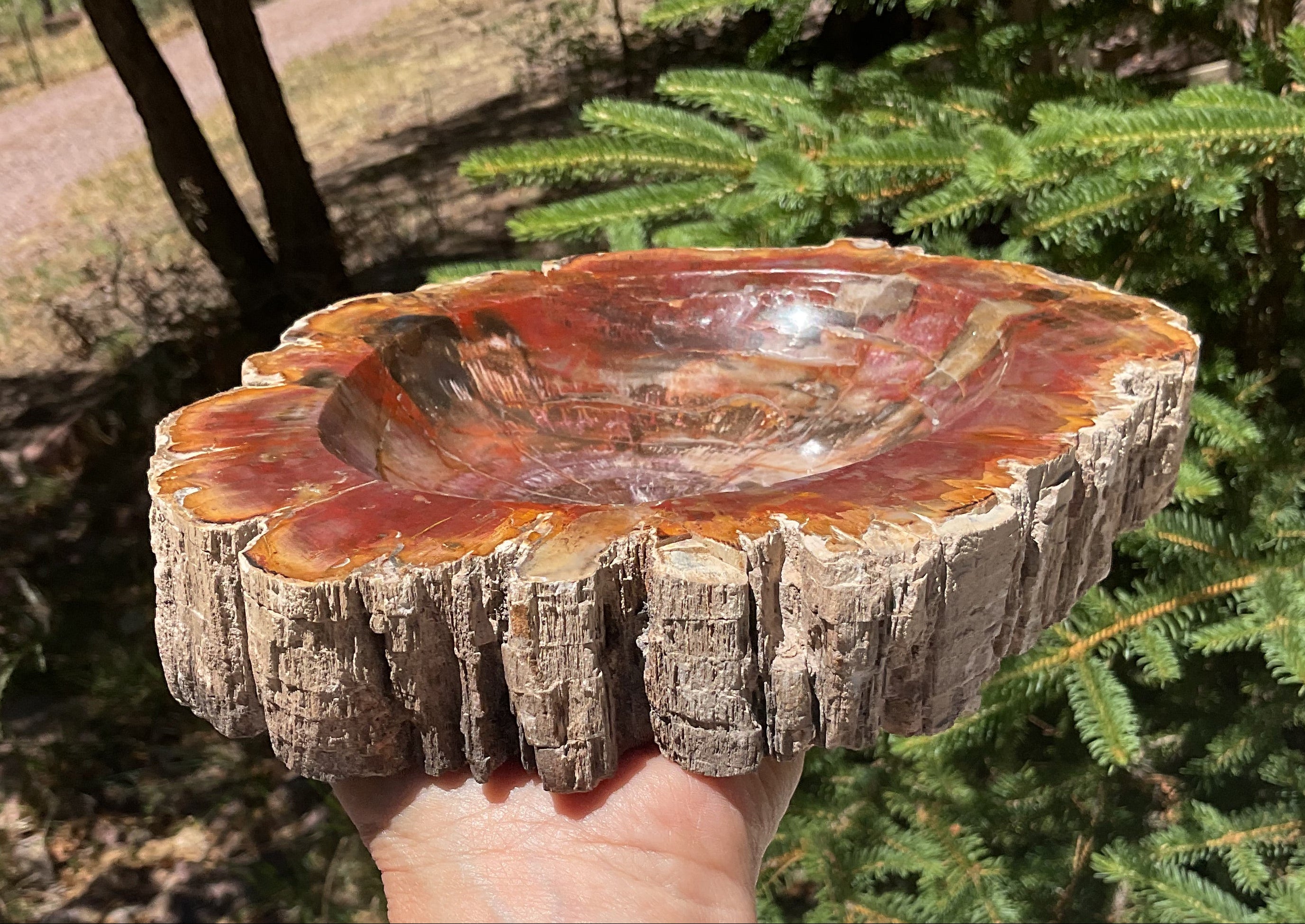 Bark Edged Petrified Wood Bowl