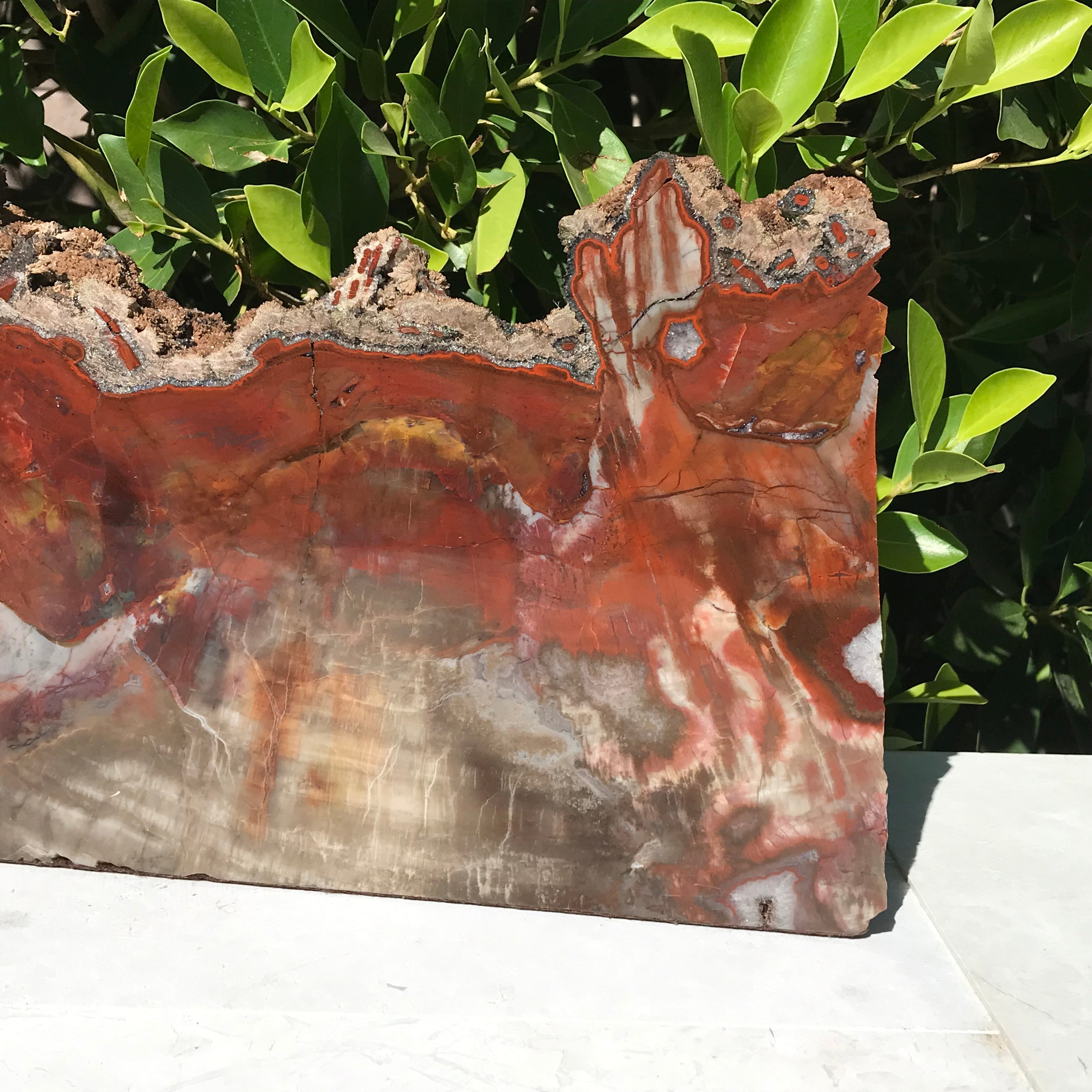 Arizona Rainbow Petrified Wood Slab