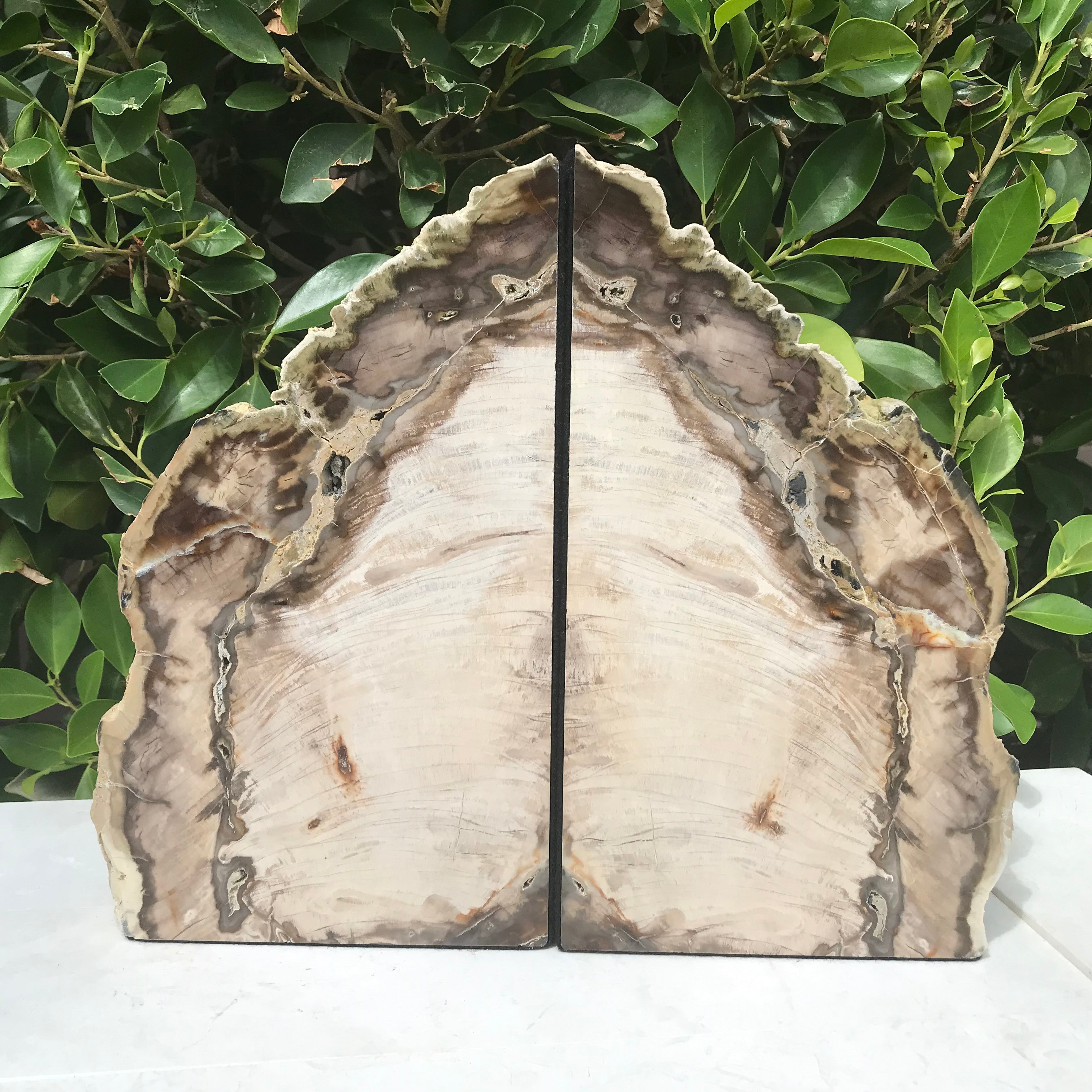 Petrified Cypress Wood Bookends