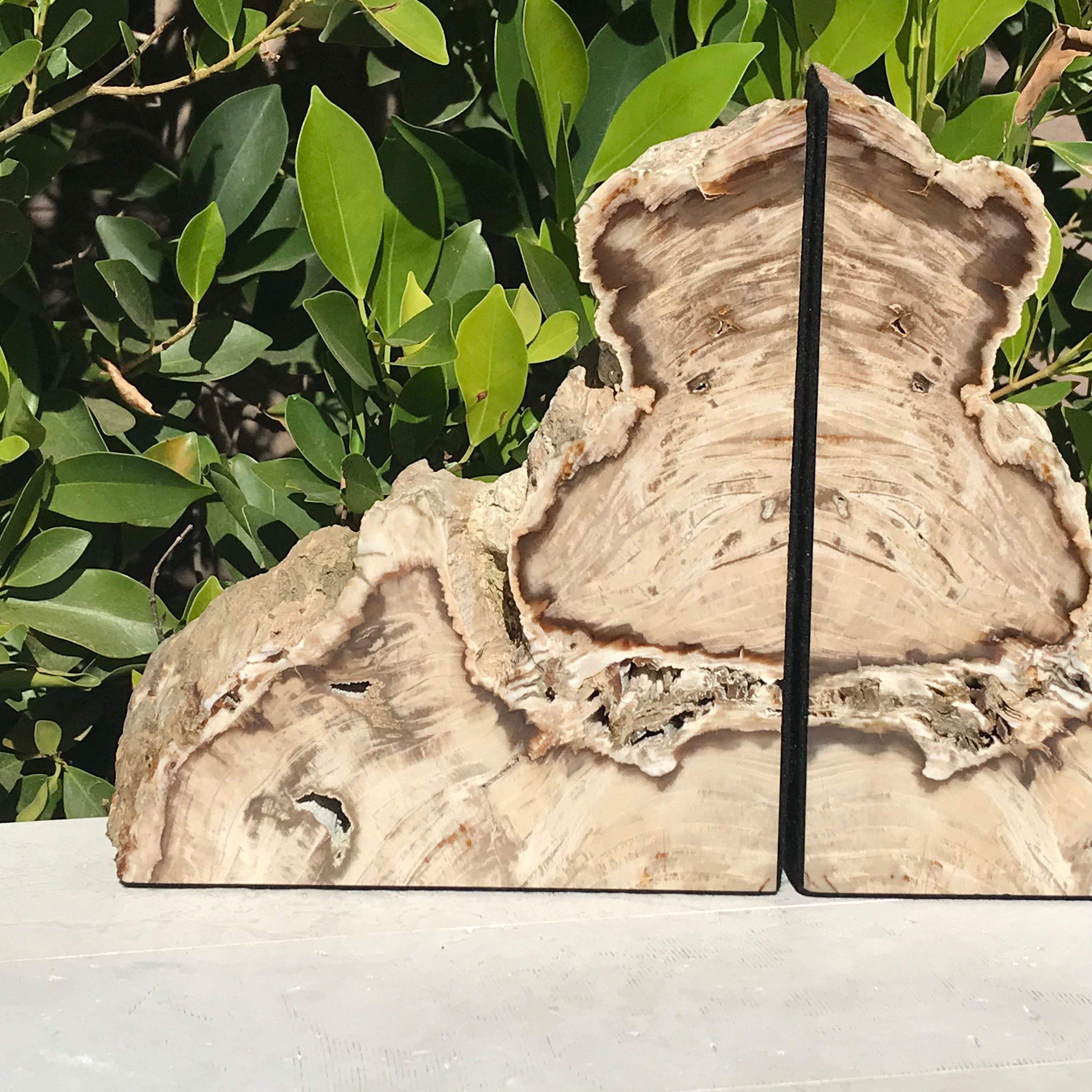 Petrified Cypress Wood Bookends