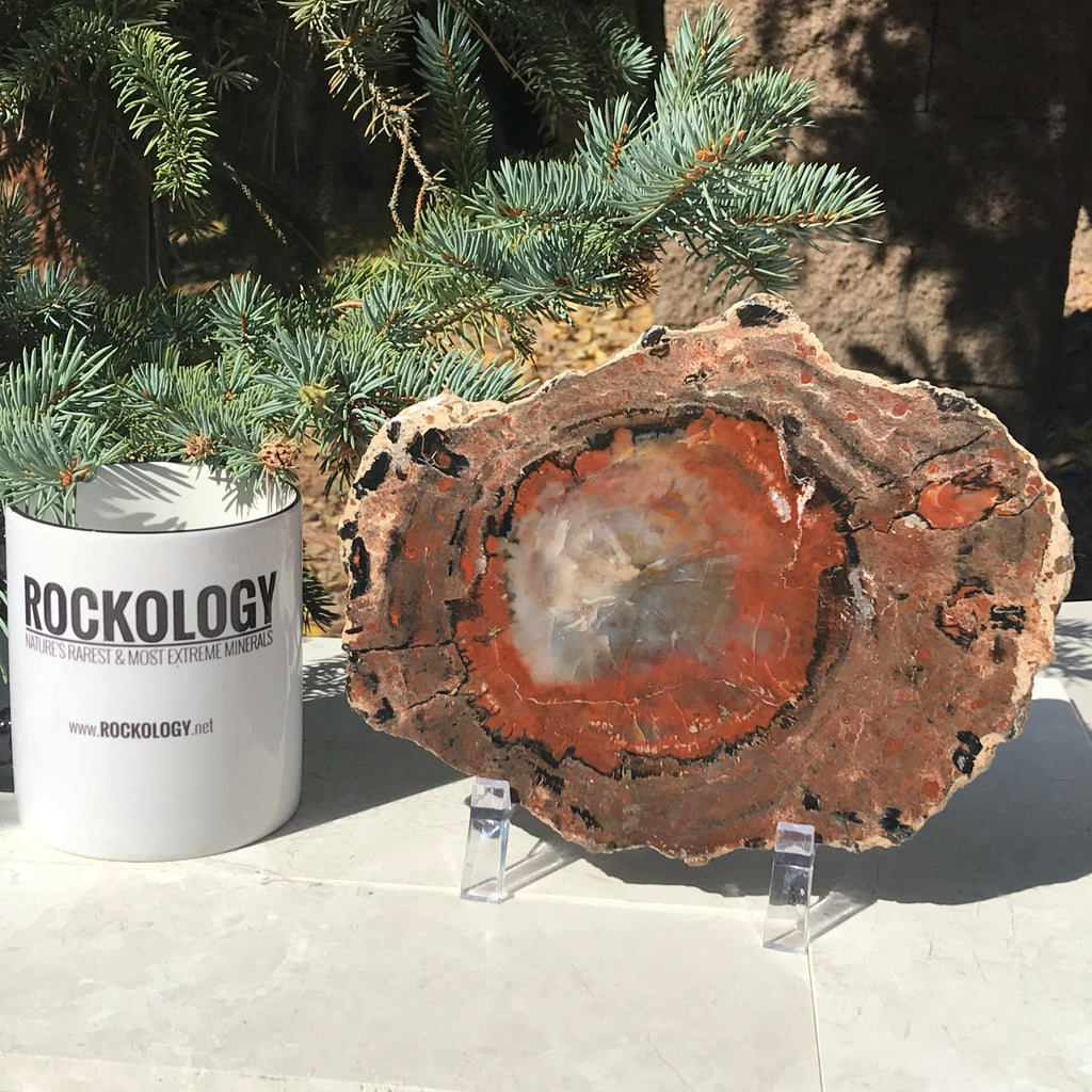 Rainbow Petrified Wood Slab