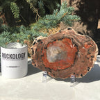 Rainbow Petrified Wood Slab