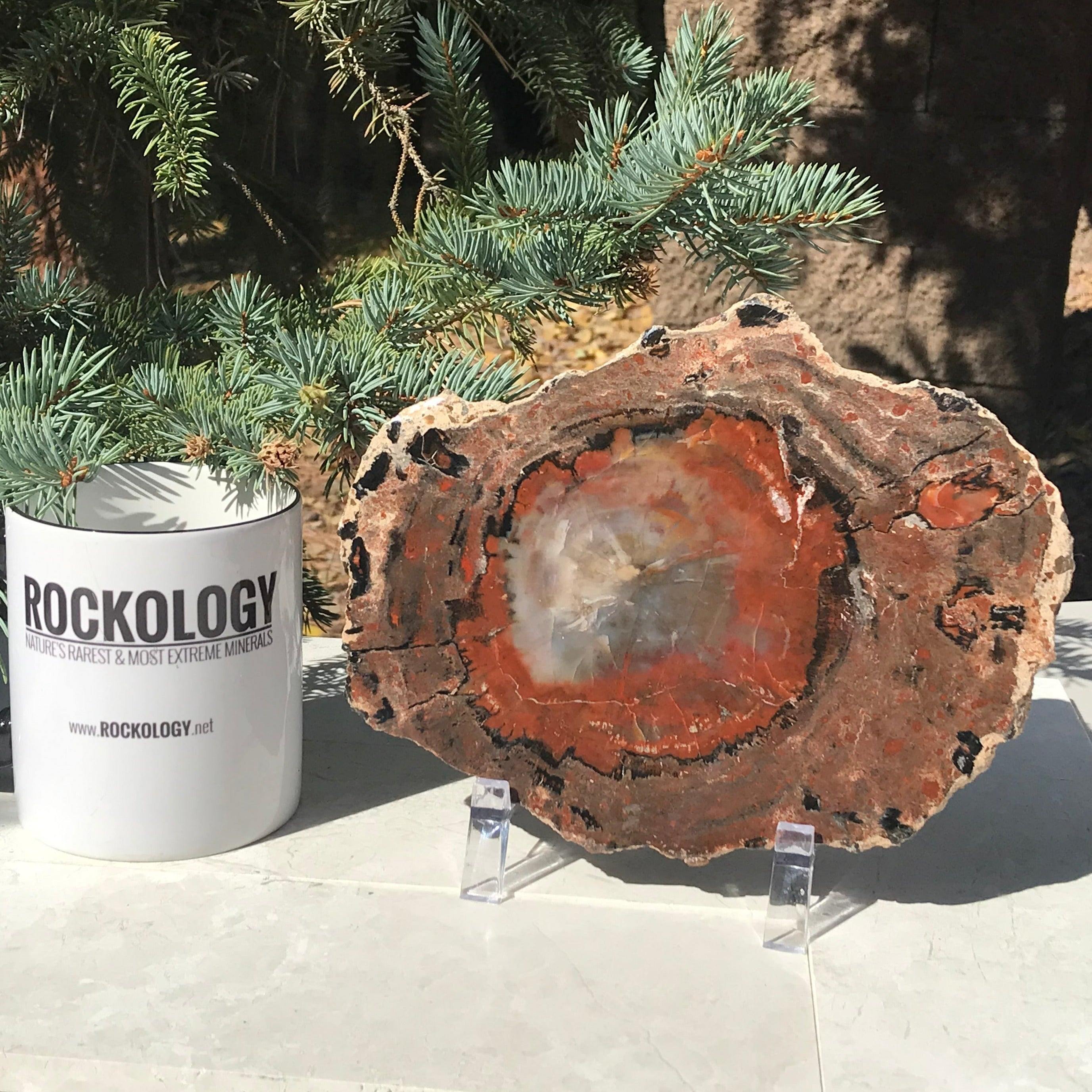 Rainbow Petrified Wood Slab