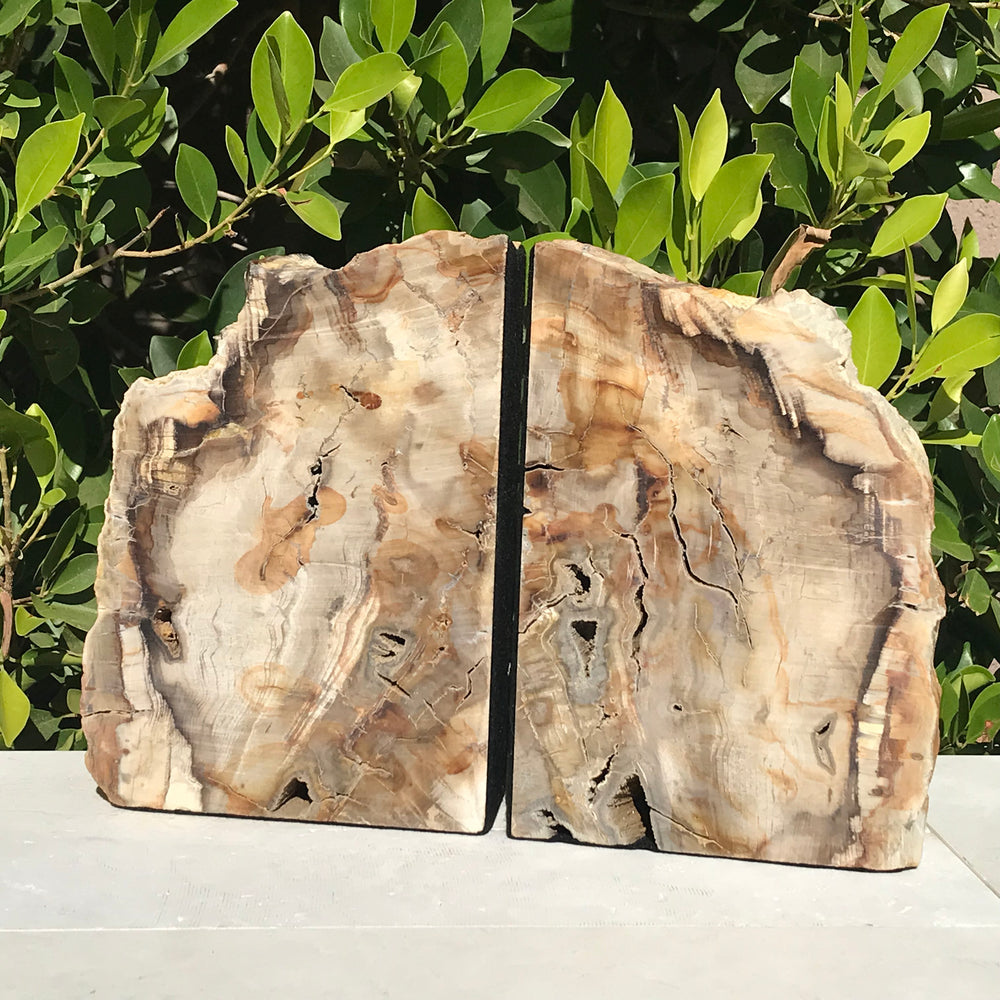 Petrified Maplewood Bookends