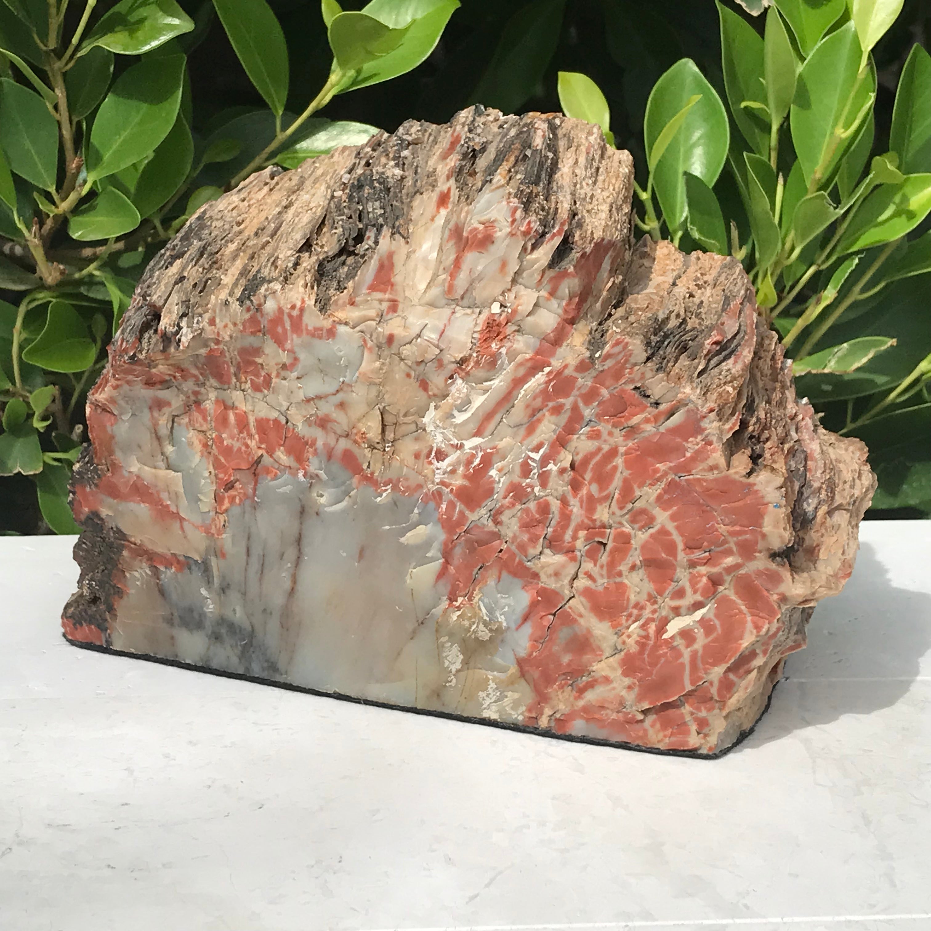 Bark Edged Petrified Wood