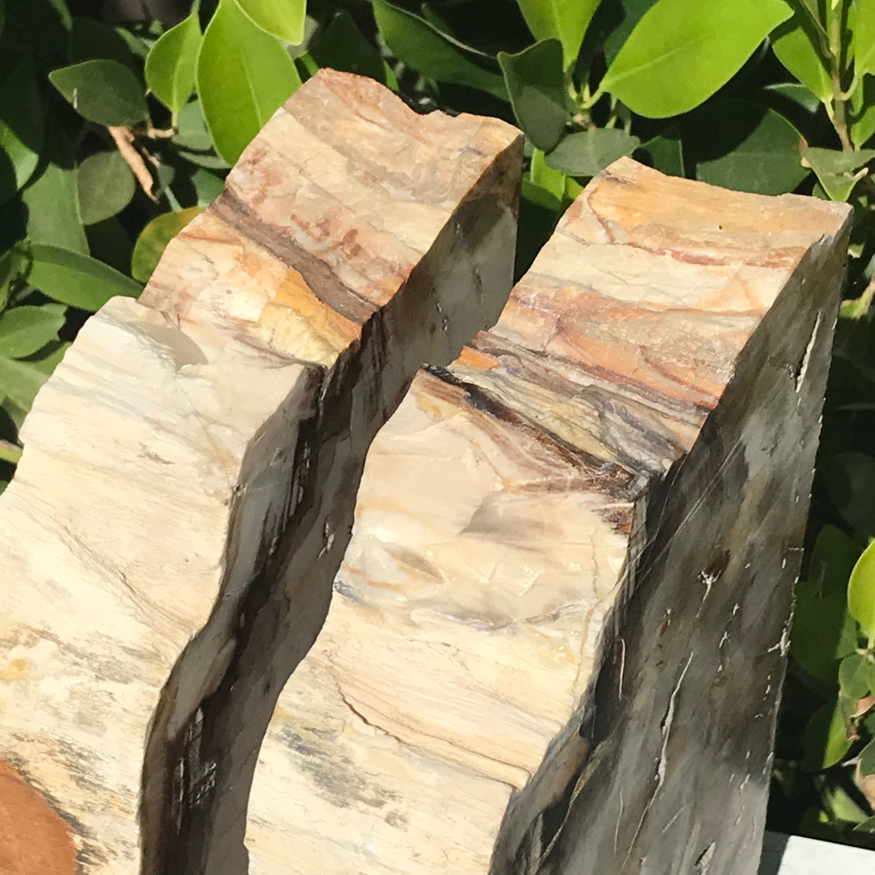 Petrified Maplewood Bookends