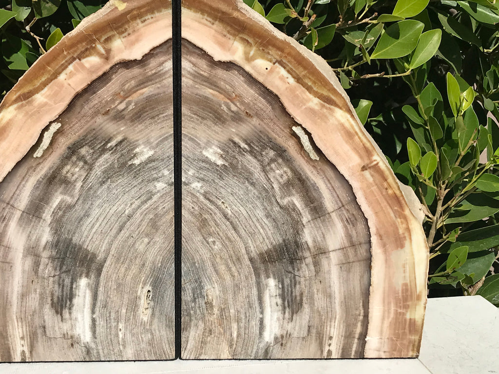 Petrified Elm Wood Bookends