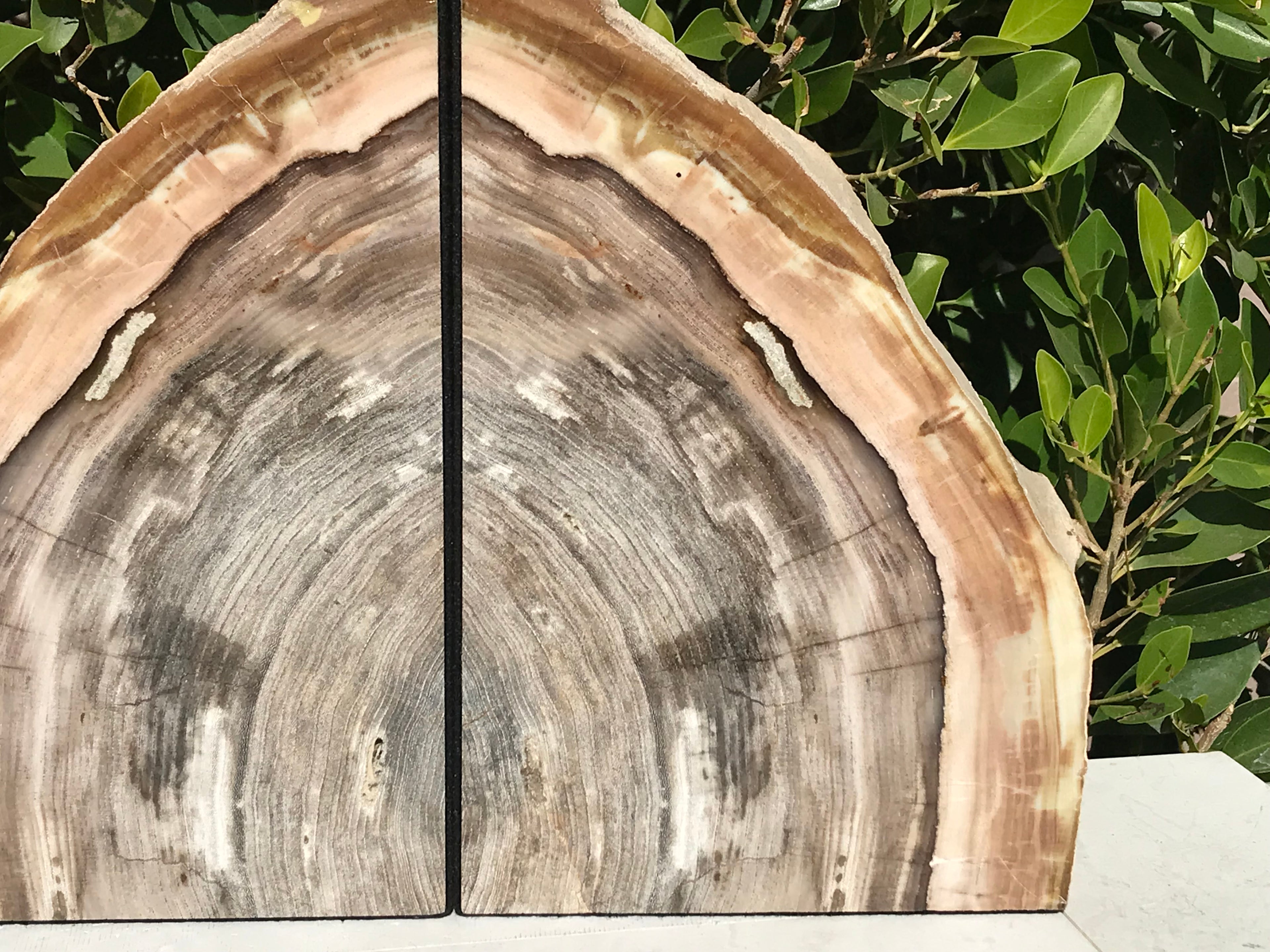 Petrified Elm Wood Bookends