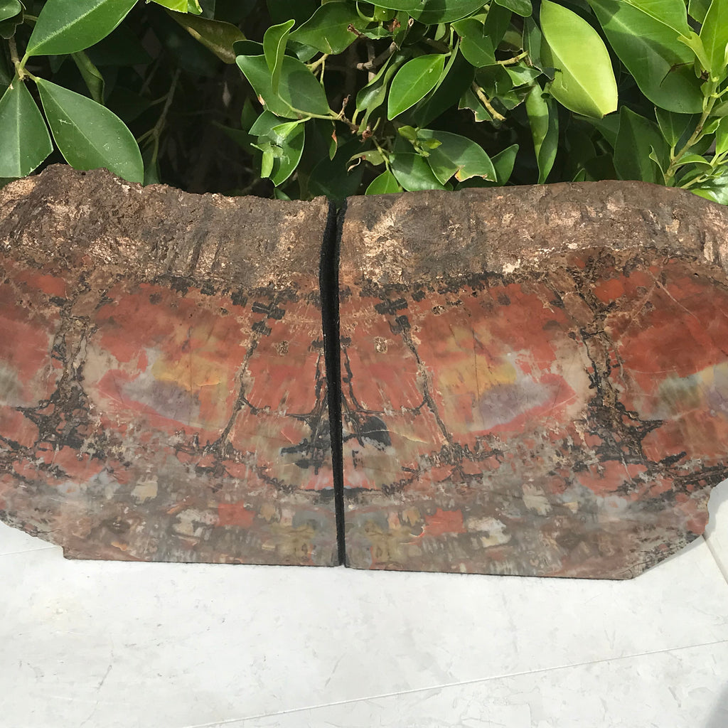 Arizona Rainbow Petrified Wood Bookends