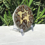 Here's Looking At You Septarian Slab