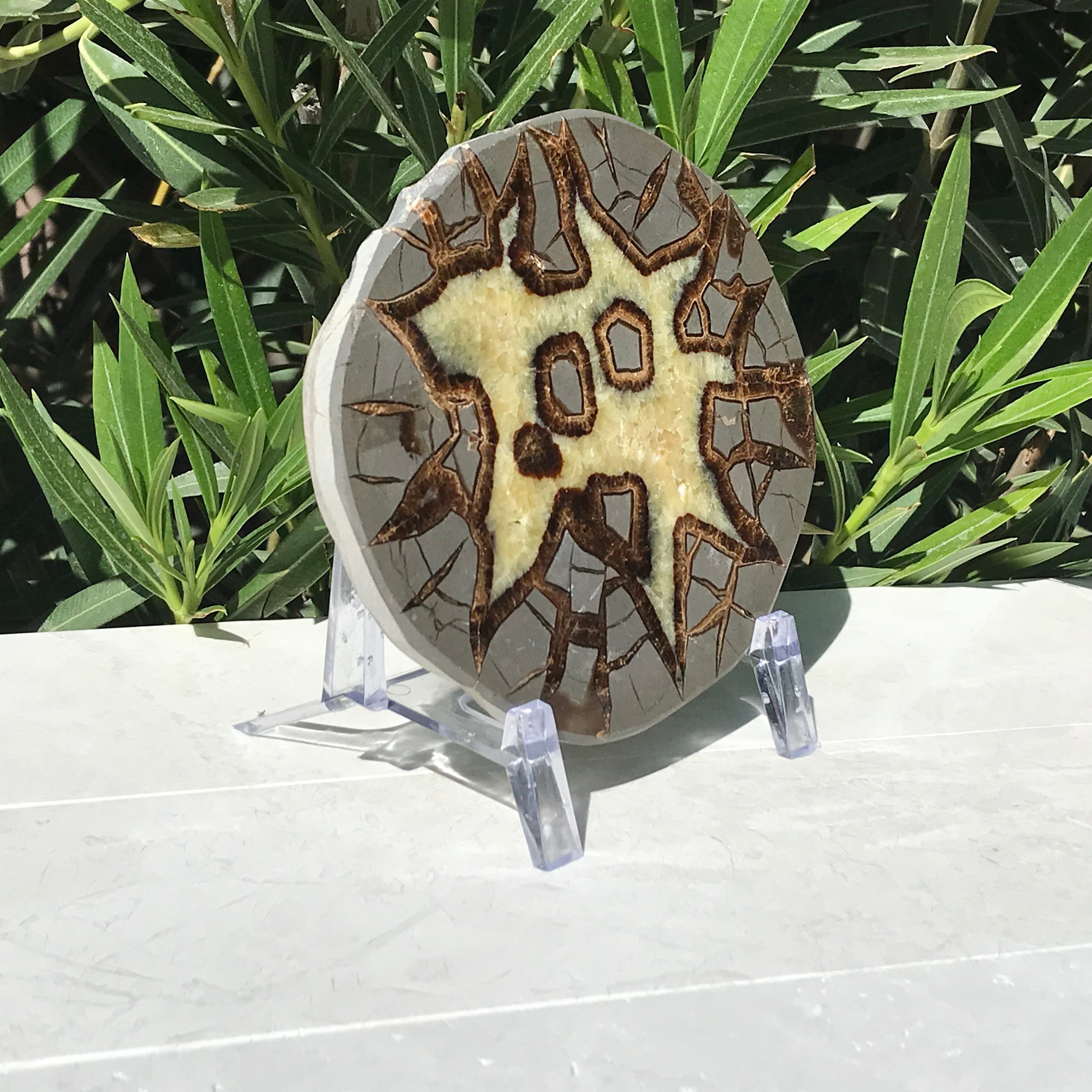 Here's Looking At You Septarian Slab