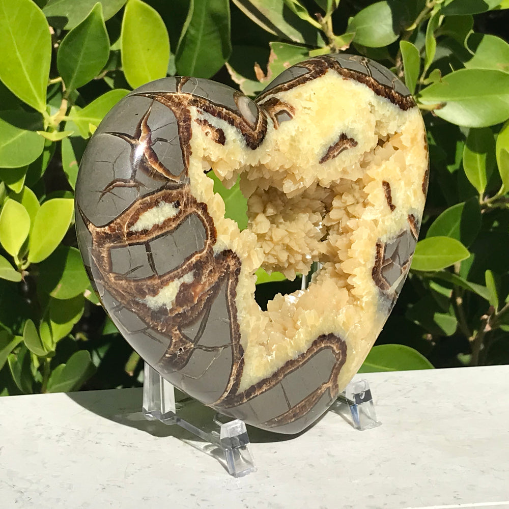 Open Crystal Lined Geode Cavity Septarian Heart