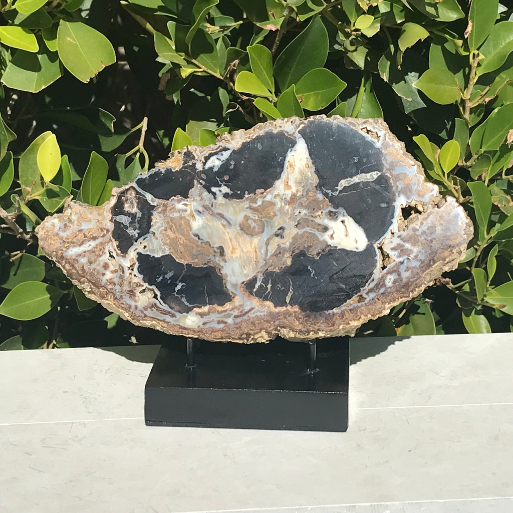 Blue Forest Petrified Wood Slab