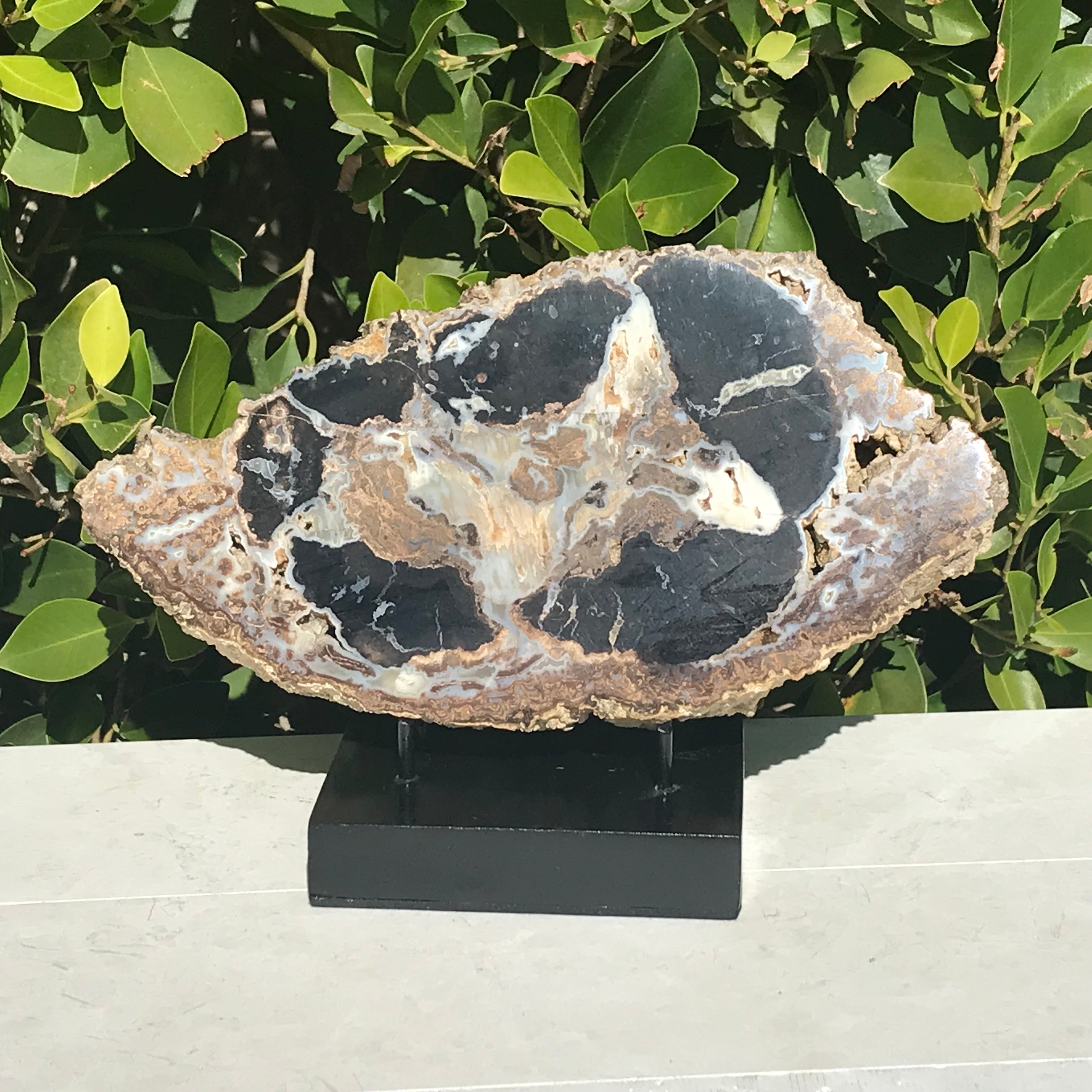 Blue Forest Petrified Wood Slab