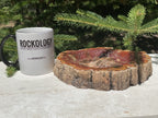 Bark Edged Petrified Wood Bowl