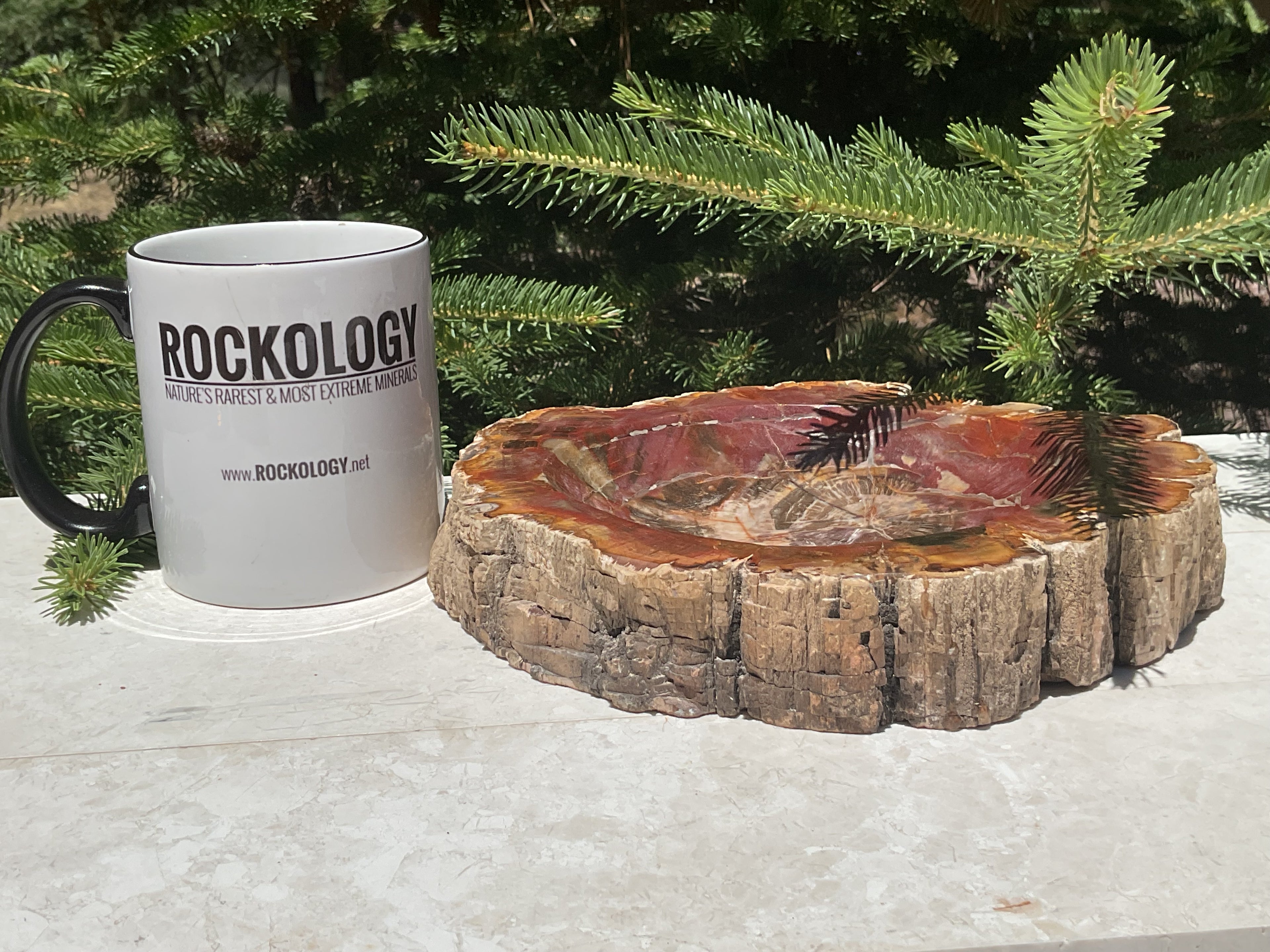 Bark Edged Petrified Wood Bowl