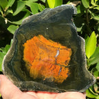 Petrified Boron Wood