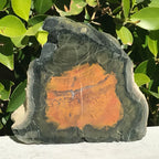 Petrified Boron Wood