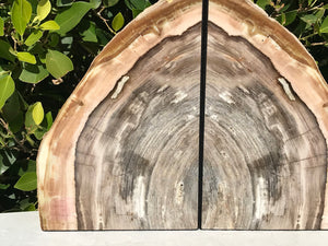 Petrified Elm Wood Bookends